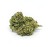 Sklep_Konopny_Sativa_Poland_Susz_Tropicana_01.jpg