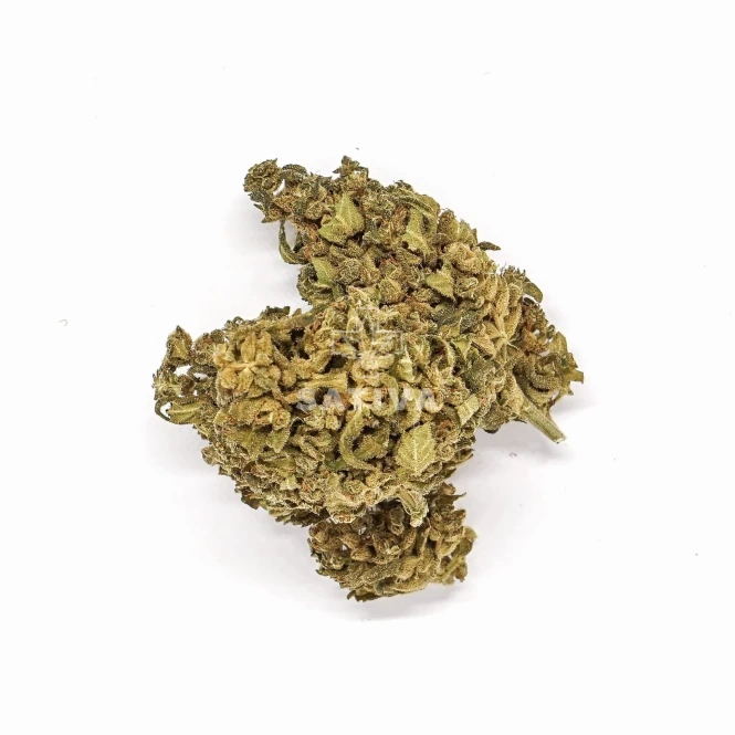 Sklep_Konopny_Sativa_Poland_Susz_Green_C_01.jpg